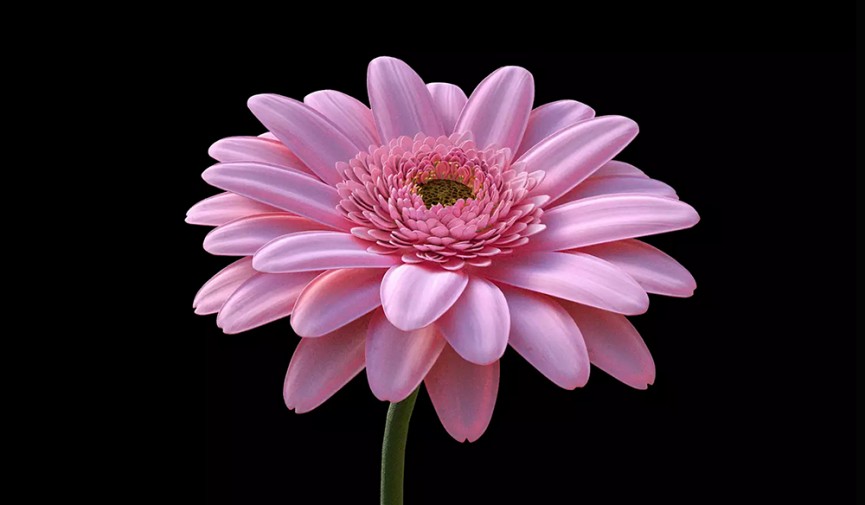 Cinema 4D Tutorial: Photorealistic Flower Cover