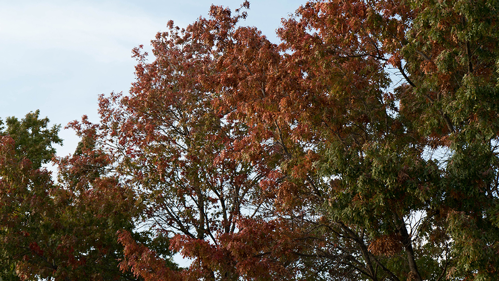 Sony a7S vs a7S II: Tree, a7S II